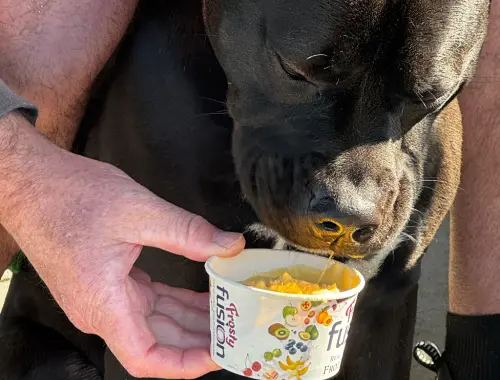 Dine with Dogs in Cambridge, NZ