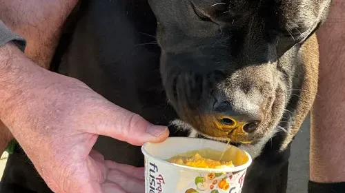 Dine with Dogs in Cambridge, NZ